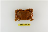 藏品(鈍齒短槳蟹)的圖片